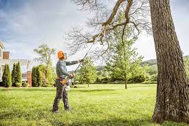How Our Tree Care Process Works  in  Montezuma, GA